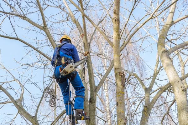 Large Tree Trimming in Dover