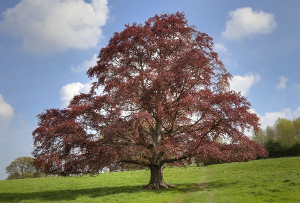 Beech Tree Pruning in Dover