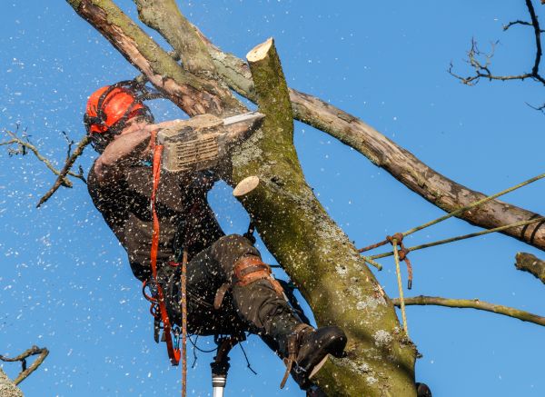 Tree Trimming Service in Dover