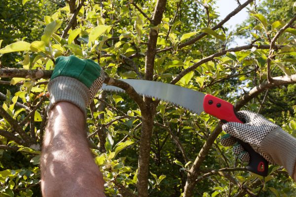 Apple Tree Trimming in Dover